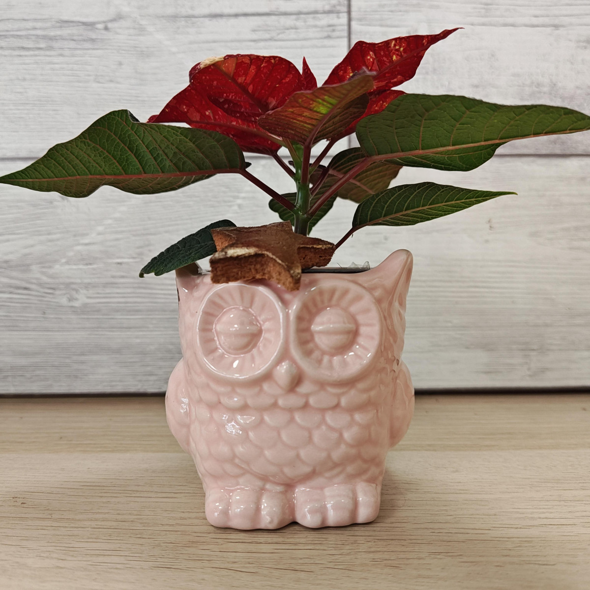 Gufetto ceramica rosa con stellina Natale screziata