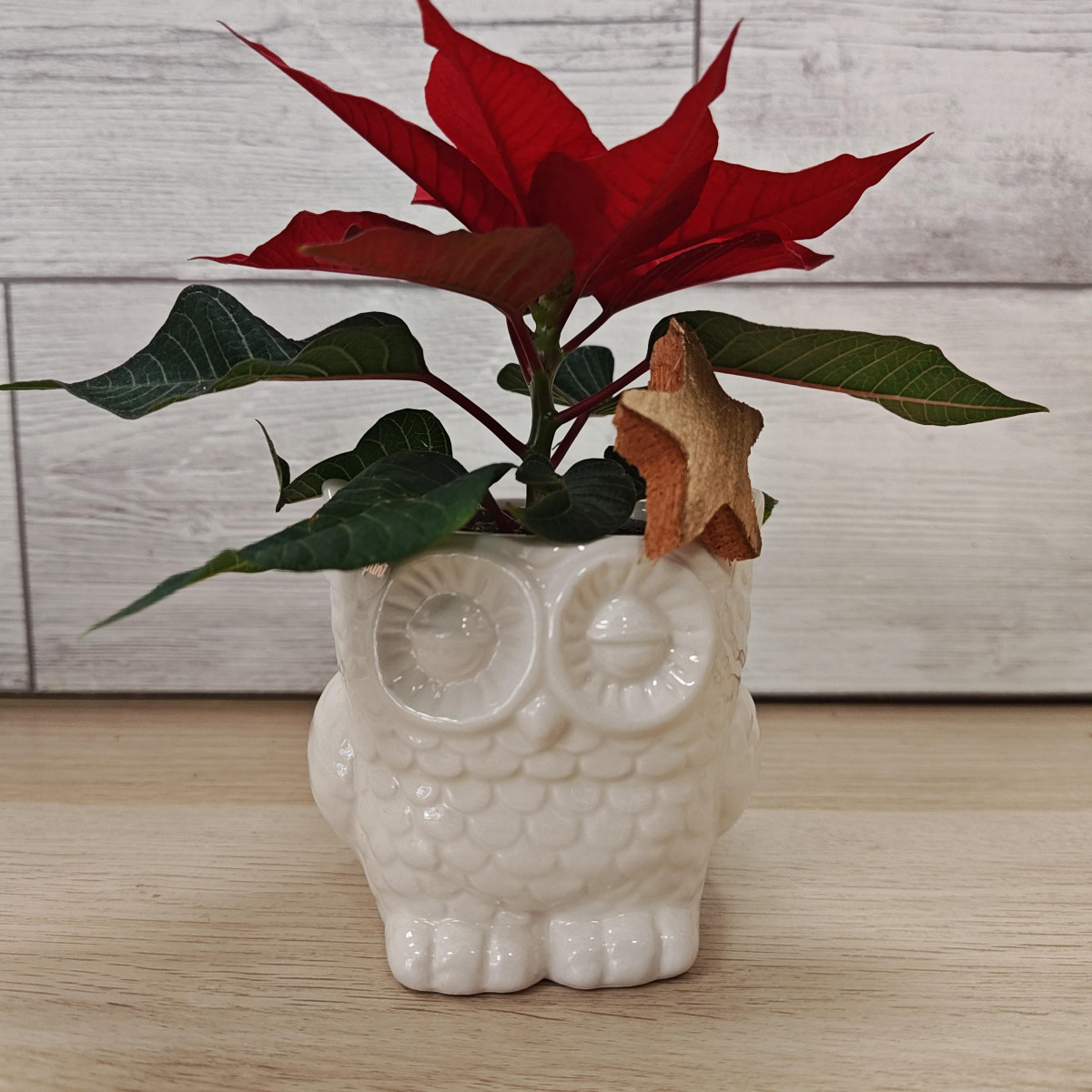 Gufetto ceramica bianca con stellina Natale rossa