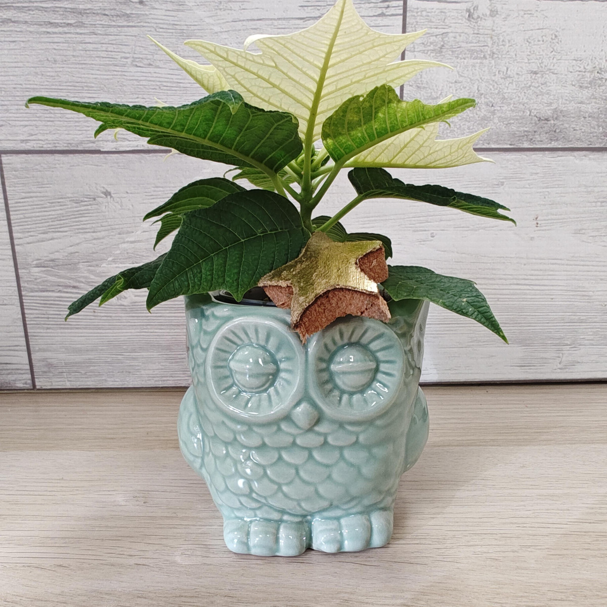 Gufetto ceramica azzurro con stellina Natale bianca