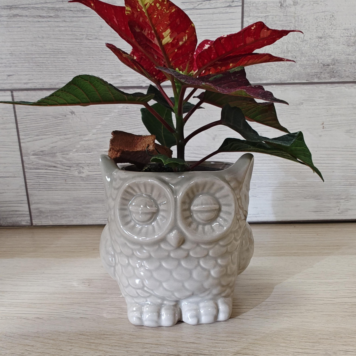 Gufetto ceramica bianca con stellina Natale screziata