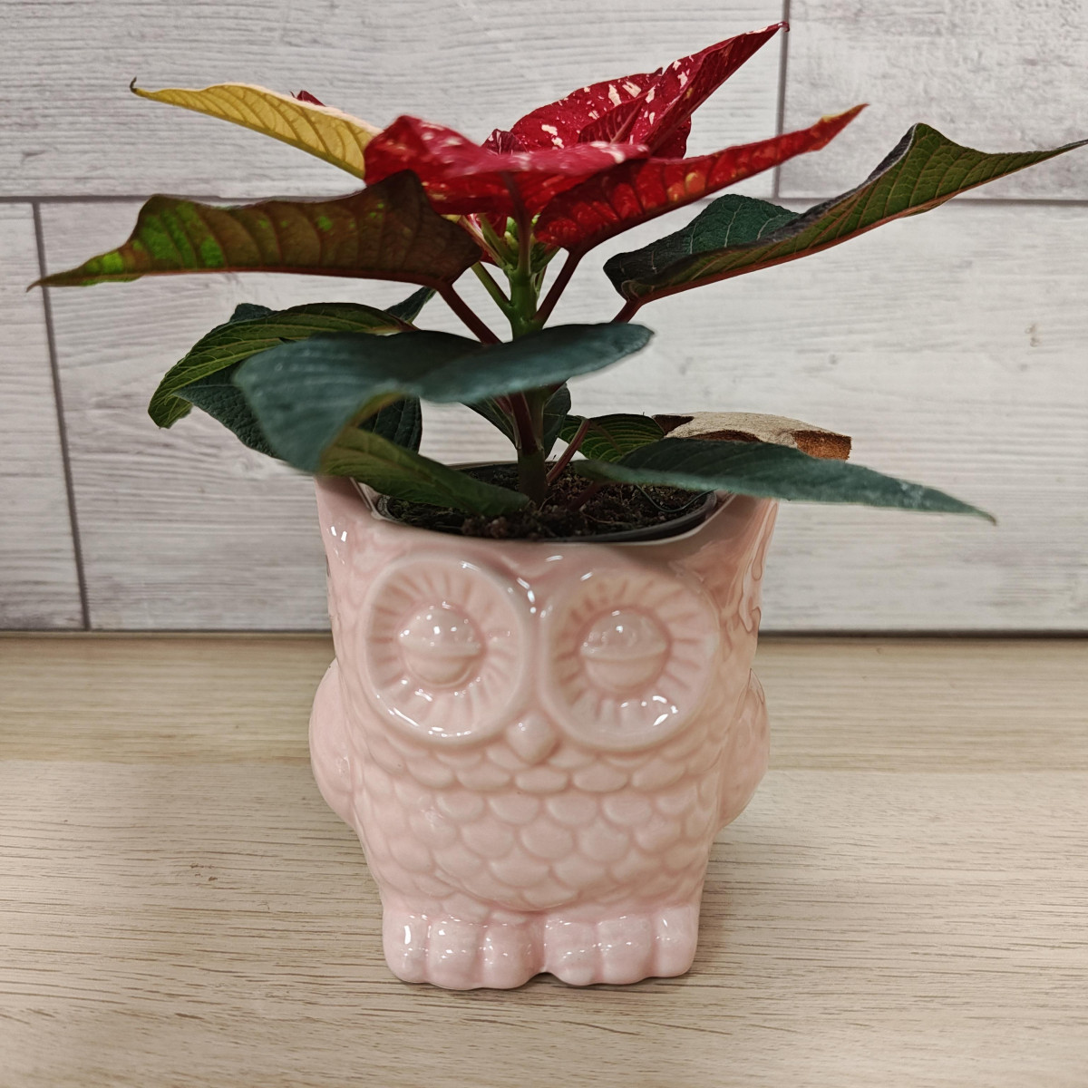 Gufetto ceramica rosa con stellina Natale screziata