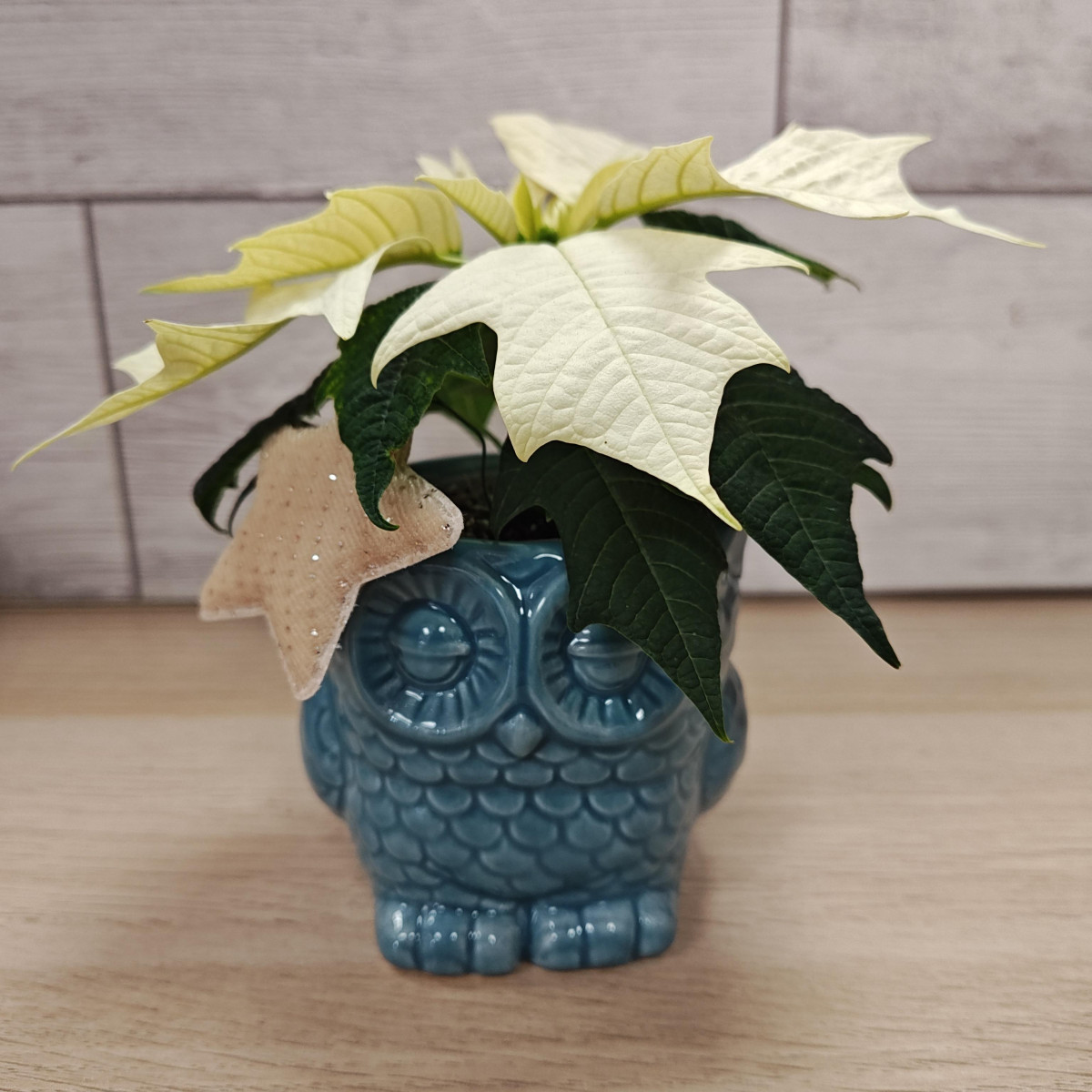 Gufetto ceramica blu con stellina Natale bianca