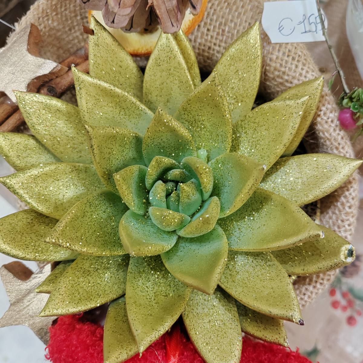 Echeveria