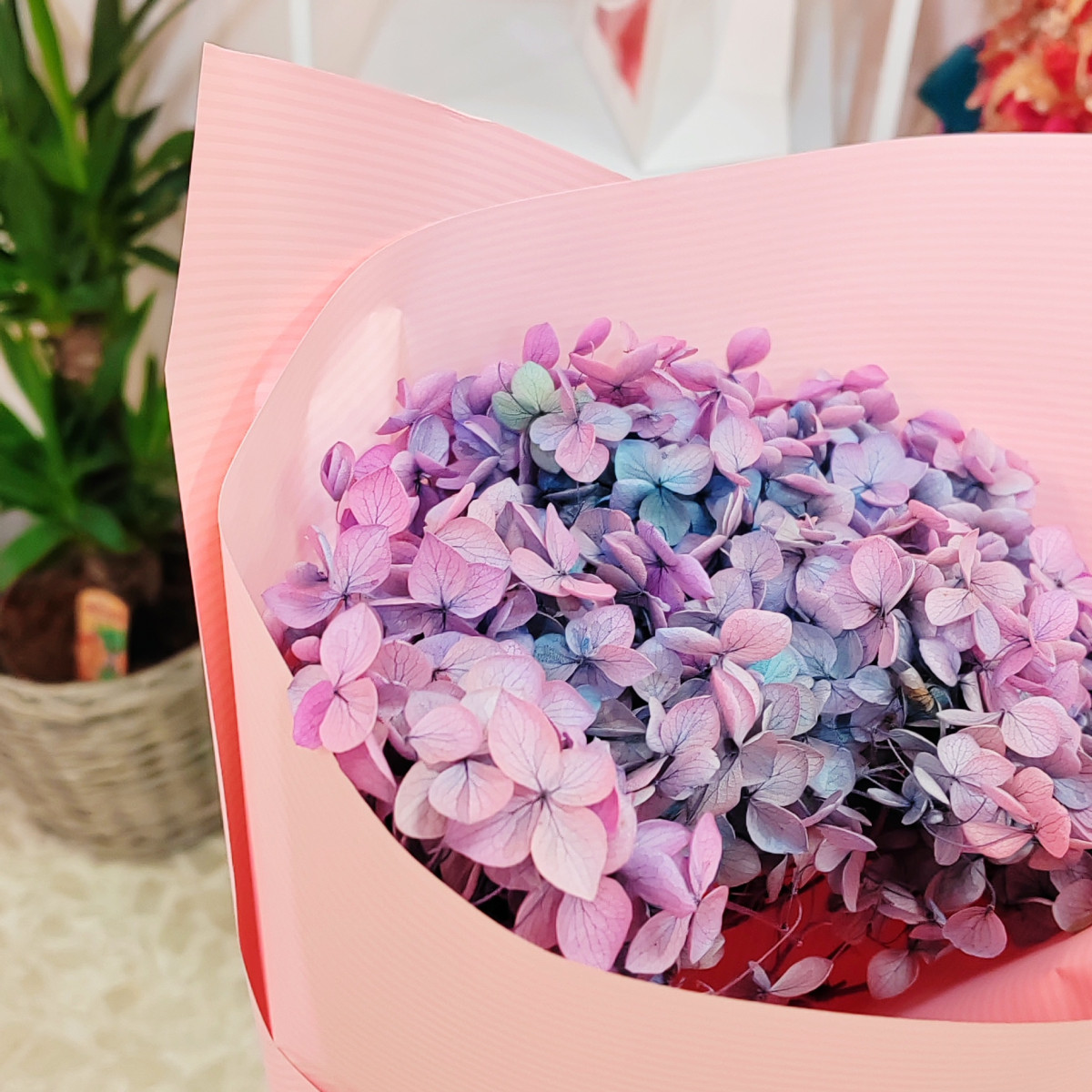 Ortensia stabilizzata