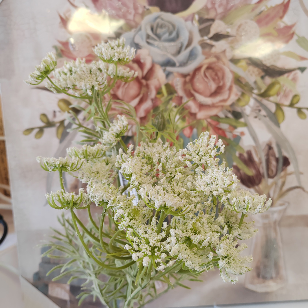 Carota selvatica bianca