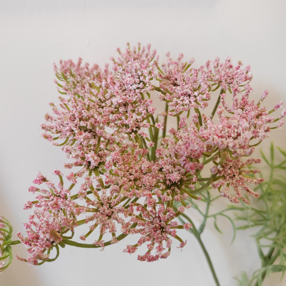 Carota selvatica rosa chiaro