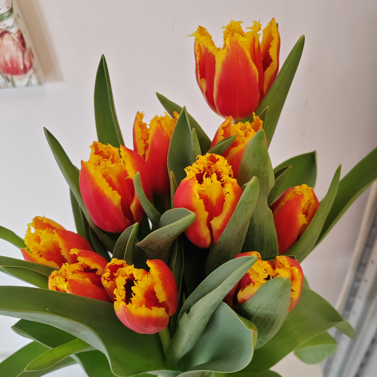 Tulipano con bulbo giallo arancio