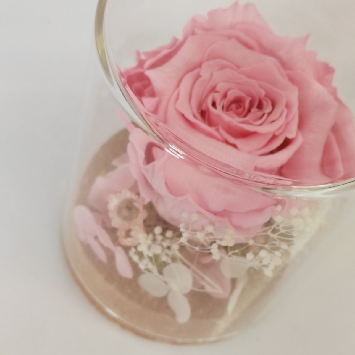 Rosa stabilizzata rosa sotto vetro