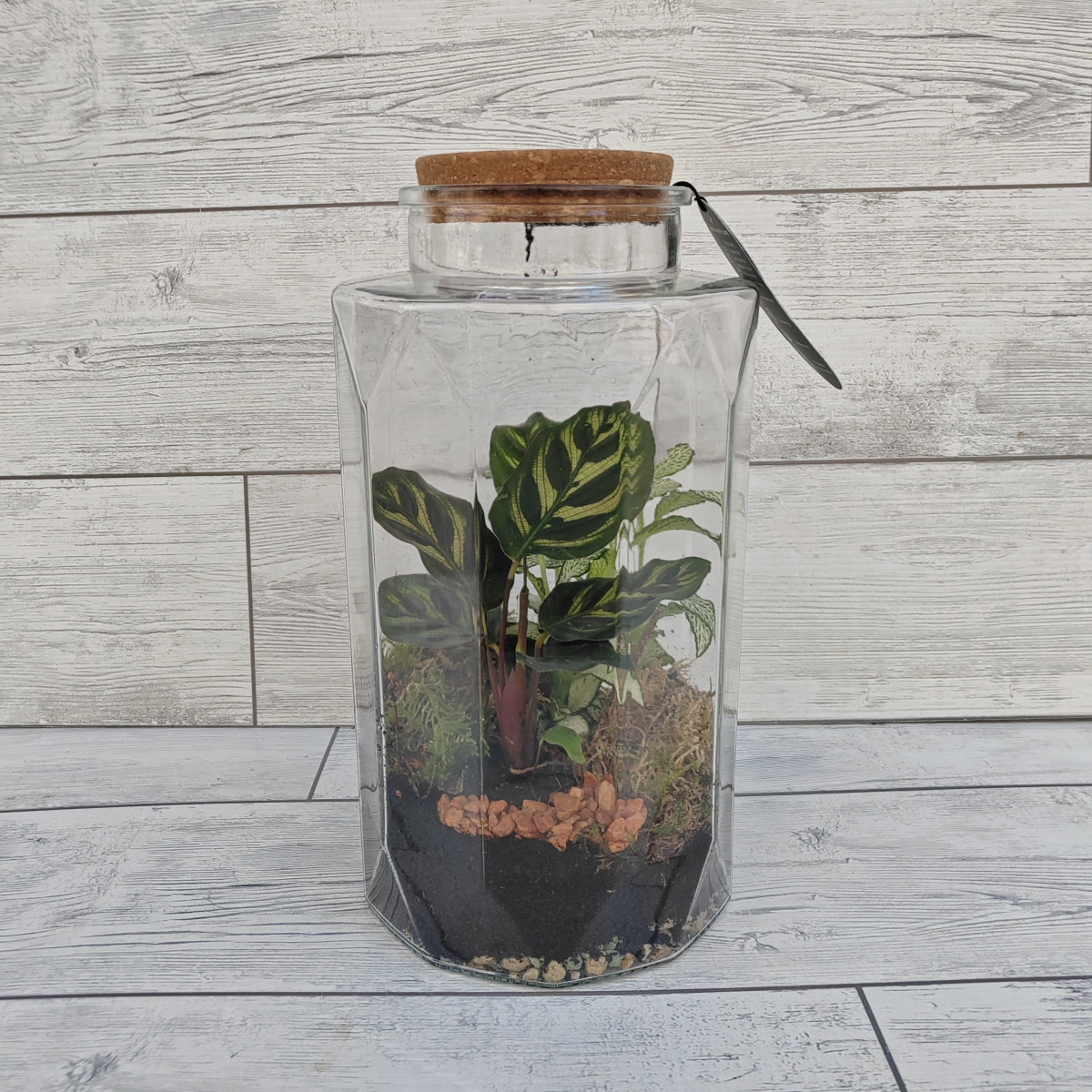 Terrarium grande